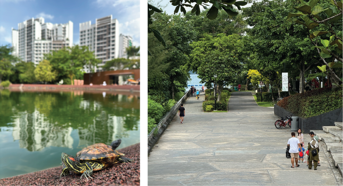 Two-panel image of a park in Singapore. On the left, a turtle sits near a pond. On the right, people walk along a tree-lined path.